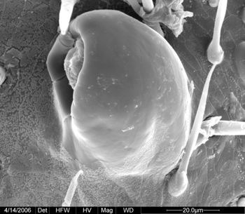 Media type: image;   Invertebrate Zoology 133769